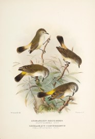 Geobasileus Reguloides. (Buff-rumped Tit.) / Geoba… BIRDS