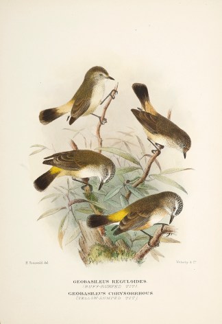 Geobasileus Reguloides. (Buff-rumped Tit… Australian