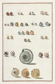 [Cochlea Marina depressa] ANIMALS