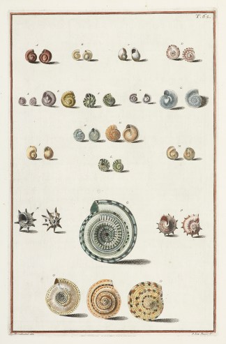 [Cochlea Marina depressa] Shells & Coral