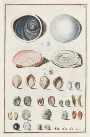 [Operculum tetsacum] ANIMALS