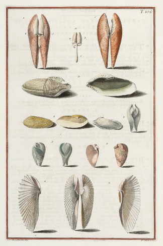 [Pholas] Shells & Coral