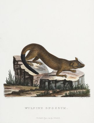 Wulpine Opossum. sic Australian - General