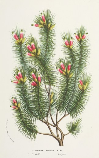 Stenanthera pinifolia R. Br. Australian - General