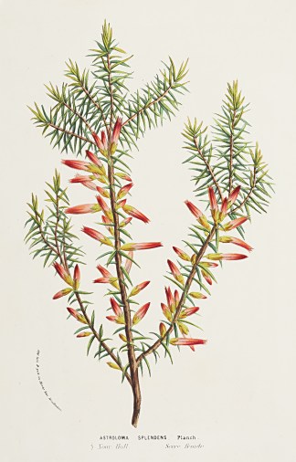 Astroloma Splendens: Planch Australian - General Astroloma Splendens: Planch Australian - General