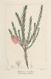 Melaleuca armillaris. Australian - General Melaleuca armillaris.