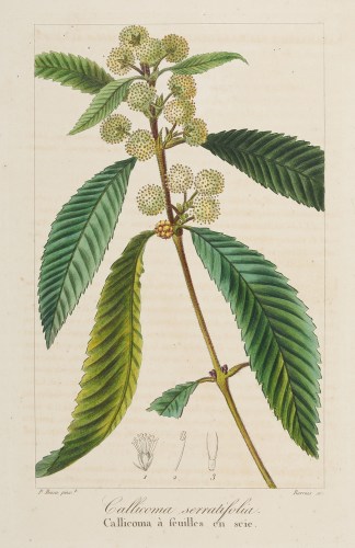 Callicoma serratifolia Australian - General