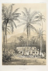 Morai a Nouka-Hiva. BOTANICALS