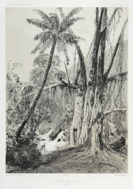 Cascade pres D’Apia (Ile Opoulou.) BOTANICALS