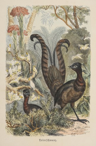 Leierschwanz. Australian