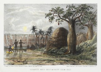 Gigantic Ants Nest & Gouty Tree. Australian - General