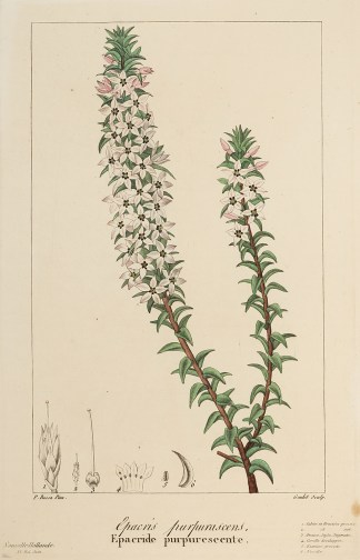 Epacris purpurascens, Epacride purpuresc… Australian - General