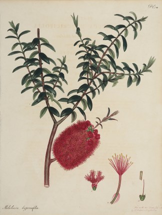 Melaleuca hypericifolia. Australian - General