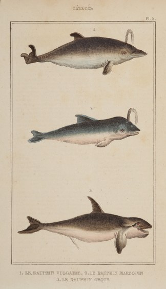 1. Le Dauphin vulgaire. 2. Le Dauphin ma… ANIMALS