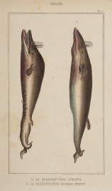 1. La Baleinoptere jubarte  2. La Baleinoptere museau pointu