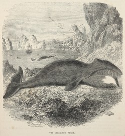 The Greenland Whale.