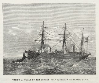 Wiring a Whale by the Persian Gulf Subma… PRINTS & PHOTOGRAPHS