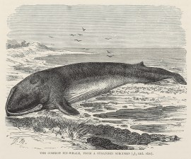 Common Fin-whale, from a Stranded Specimen