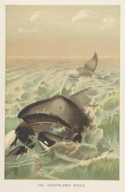 The Greenland Whale
