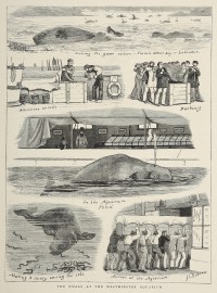 The Whale at the Westminster Aquarium