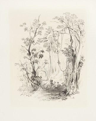 Bush Scene, Illawarra, Nettle Tree and C… Australian - General