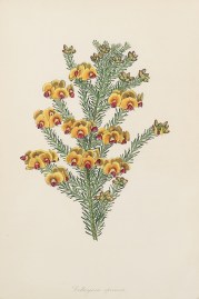 Dillwynia speciosa. Australian - General