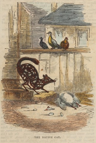 The Native Cat. Australian - General