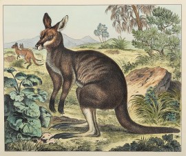 [Kangaroo] Australian - General