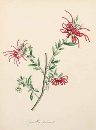 Grevillea punicea. Australian - General