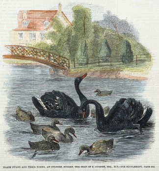 Black Swans and Their Young, at Culvers,… General / Global