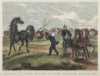 Attack by Wild Horses on the Lachlan Pla… Regional
