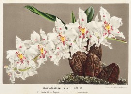 Odontoglossum blunti Rchb. fil. BOTANICALS Odontoglossum blunti Rchb. fil.