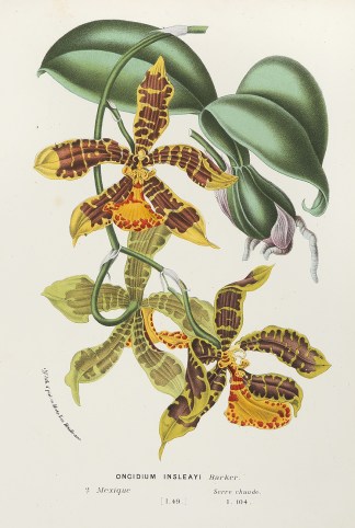 Oncidium insleayi Barker. BOTANICALS