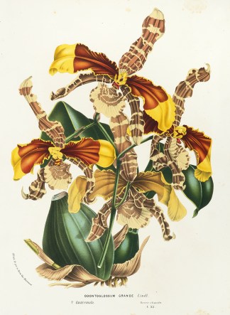 Rossioglossum grande Lindl. General / Global