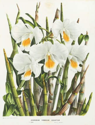 Dendrobium formosum Giganteum General / Global