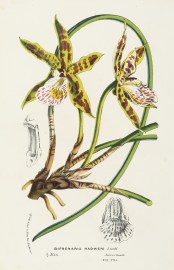 Bifrenaria hadweni Lindl. BOTANICALS Bifrenaria hadweni Lindl.