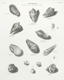 Conchology. Genus Bulla-G.Conus-G.Turbo-G.Helix-G.… ANIMALS