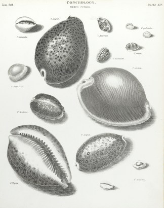 Conchology. Genus Cyprea. Shells & Coral
