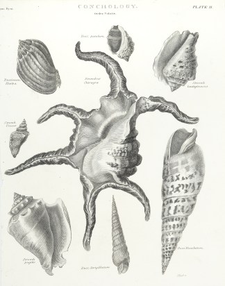 Conchology. Order Volutae. Shells & Coral