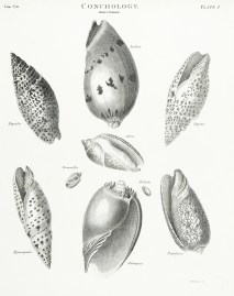 Conchology. Order Volutae. ANIMALS