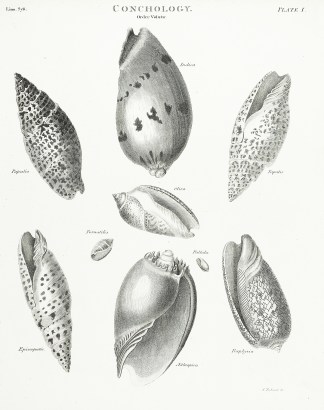 Conchology. Order Volutae. Shells & Coral