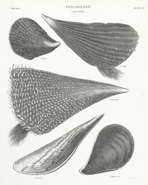 Conchology, Genus Pinna.