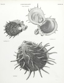 Conchology. Genus Spondylus. ANIMALS