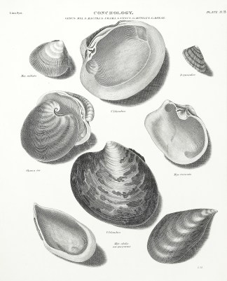 Conchology. Genus Mya_G._Mactra_G. Venus… Shells & Coral
