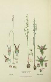 Prasophyllum / Frenchii / Fitz-Geraldi