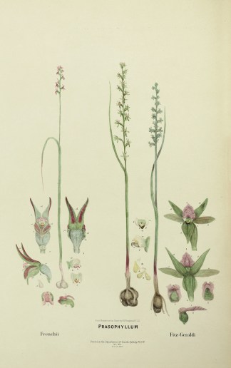 Prasophyllum / Frenchii / Fitz-Geraldi Australian - Fitzgerald Orchids