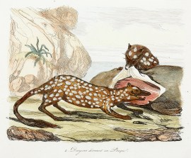 Dasyures devrant un Phoque. Australian - General