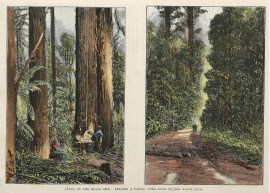 Views on the Black Spur: Felling a Paling Tree-Road on the Black Spur.