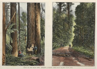 Views on the Black Spur: Felling a Palin… Regional