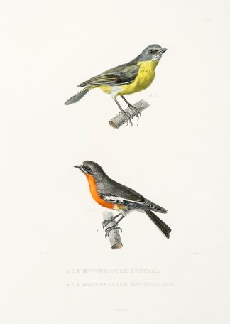 1. Le Moucherolle Austral.  2. Le Mouche… General / Global